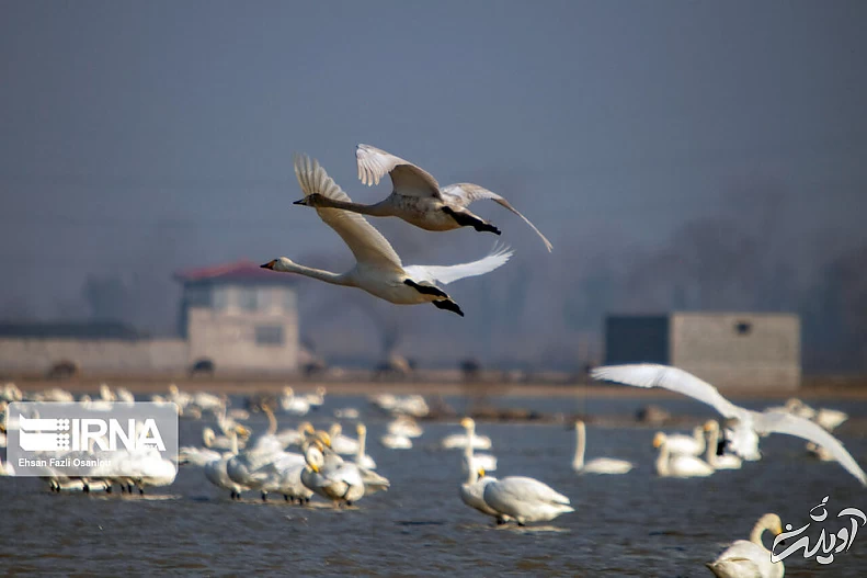 (تصاویر) قوهای فریادکش در تالاب سرخرود
